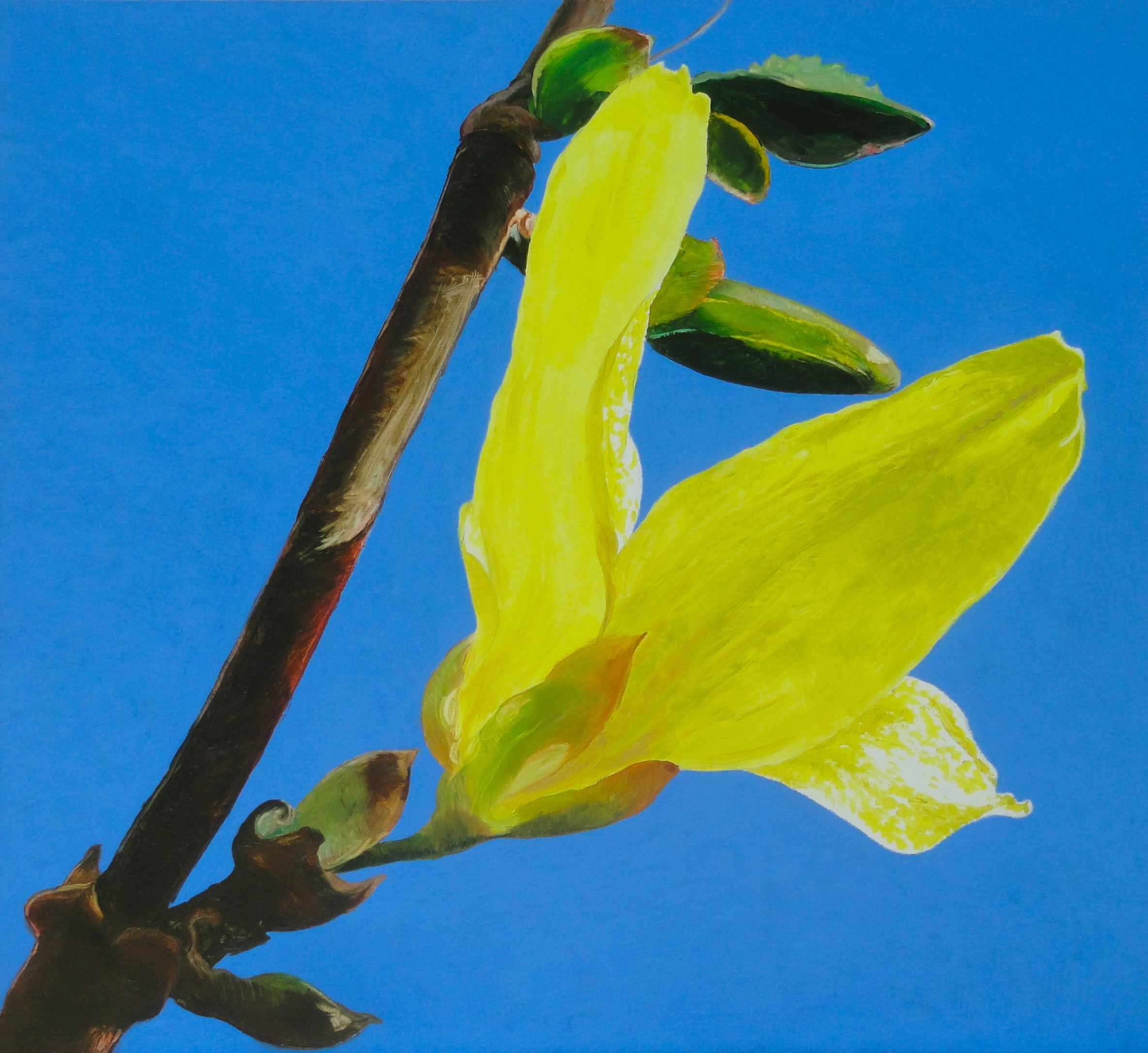 Donald Shambroom's painting from the Collection called Blossom depicting a Forsynthia