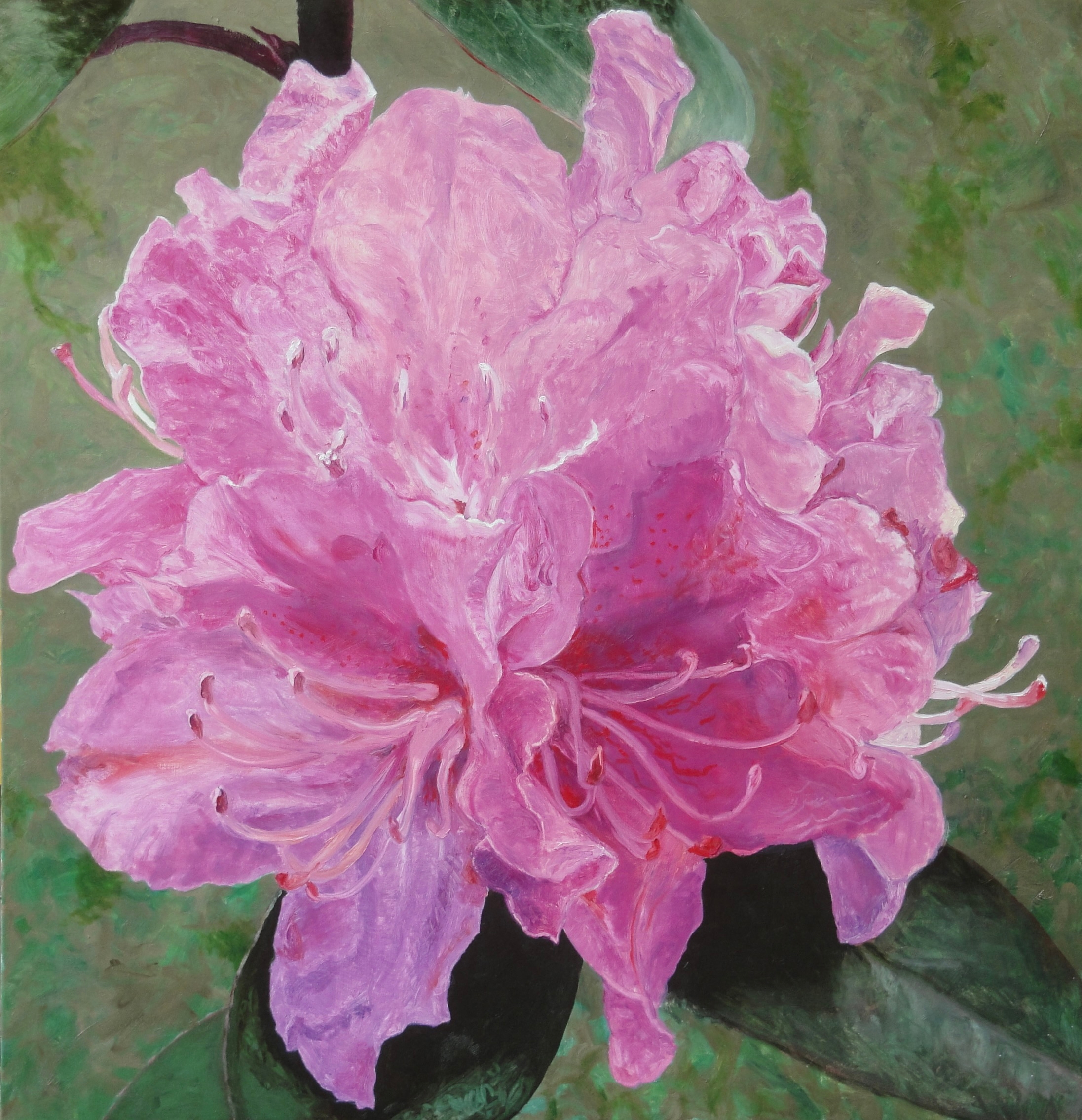 Donald Shambroom's painting from the Collection called Blossom depicting a Azalea